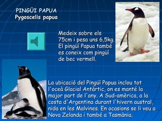 Medeix sobre elsMedeix sobre els
75cm i pesa uns 6,5kg.75cm i pesa uns 6,5kg.
El pingüí Papua tambéEl pingüí Papua també
es coneix com pingüíes coneix com pingüí
de bec vermell.de bec vermell.
La ubicació del Pingüí Papua inclou totLa ubicació del Pingüí Papua inclou tot
l'oceà Glacial Antàrtic, on es manté lal'oceà Glacial Antàrtic, on es manté la
major part de l'any. A Sud-amèrica, a lamajor part de l'any. A Sud-amèrica, a la
costa d'Argentina durant l'hivern austral,costa d'Argentina durant l'hivern austral,
nida en les Malvinnida en les Malvinees. En ocasions se li veu as. En ocasions se li veu a
Nova Zelanda i també a Tasmània.Nova Zelanda i també a Tasmània.
PINGÜI PAPUAPINGÜI PAPUA
Pygoscelis papuaPygoscelis papua
 