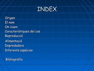 INDEXINDEX
OrigenOrigen
OnOn viuenviuen
ReproduccióReproducció
Característiques del cosCaracterístiques del cos
AlimentacióAlimentació
DepredadorsDepredadors
Diferents espèciesDiferents espècies
BibliografiaBibliografia
El nomEl nom
 