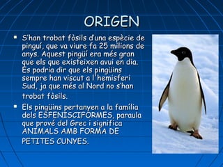 ORIGENORIGEN
 S’han trobat fòsils d’una espècie deS’han trobat fòsils d’una espècie de
pinguí, que va viure fa 25 milions depinguí, que va viure fa 25 milions de
anys. Aquest pingüí era més grananys. Aquest pingüí era més gran
que els que existeixen avui en dia.que els que existeixen avui en dia.
Es podria dir que els pingüinsEs podria dir que els pingüins
sempre han viscut a l'hemisferisempre han viscut a l'hemisferi
Sud, ja que més al Nord no s’hanSud, ja que més al Nord no s’han
trobat fòsils.trobat fòsils.
 Els pingüins pertanyen a la famíliaEls pingüins pertanyen a la família
dels ESFENISCIFORMES, parauladels ESFENISCIFORMES, paraula
que prové del Grec i significaque prové del Grec i significa
ANIMALS AMB FORMA DEANIMALS AMB FORMA DE
PETITES CUNYES.PETITES CUNYES.
 