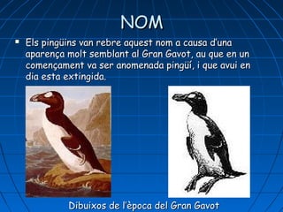 NOMNOM
 Els pingüins van rebre aquest nom a causa d’unaEls pingüins van rebre aquest nom a causa d’una
aparença molt semblant al Gran Gavot, au que en unaparença molt semblant al Gran Gavot, au que en un
començament va ser anomenada pingüí, i que avui encomençament va ser anomenada pingüí, i que avui en
dia esta extingida.dia esta extingida.
Dibuixos de l’Dibuixos de l’èèpoca del Gran Gavotpoca del Gran Gavot
 