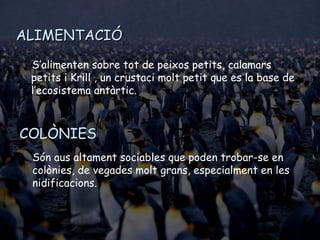 ALIMENTACIÓALIMENTACIÓ
S’alimenten sobre tot de peixos petits, calamars
petits i Krill , un crustaci molt petit que es la base de
l’ecosistema antàrtic.
COLÒNIES
Són aus altament sociables que poden trobar-se en
colònies, de vegades molt grans, especialment en les
nidificacions.
 