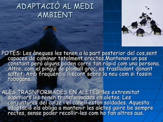 ADAPTACIÒ AL MEDIADAPTACIÒ AL MEDI
AMBIENTAMBIENT
POTES: Les ànegues les tenen a la part posterior del cos,sentPOTES: Les ànegues les tenen a la part posterior del cos,sent
capaces de caminar totalment erectes.Mantenen un pascapaces de caminar totalment erectes.Mantenen un pas
constant perconstant peròò alguns poden corre tan ràpid com una persona.alguns poden corre tan ràpid com una persona.
Altre, com el pingüí de plomall groc, es traslladant donantAltre, com el pingüí de plomall groc, es traslladant donant
saltet. Amb freqüència lliscant sobre la neu com si fossinsaltet. Amb freqüència lliscant sobre la neu com si fossin
tobogans.tobogans.
ALES TRASNFORMADES EN ALETES: les extremitatALES TRASNFORMADES EN ALETES: les extremitat
superiors les tenen transformades en aletes. Lessuperiors les tenen transformades en aletes. Les
conjuntures del colconjuntures del colzeze i el canell estan soldades. Aquestai el canell estan soldades. Aquesta
adaptació els obliga a mantenir les aletes gaire be sempreadaptació els obliga a mantenir les aletes gaire be sempre
rectes, sense poder recollir-les com ho fan altres aus.rectes, sense poder recollir-les com ho fan altres aus.
 