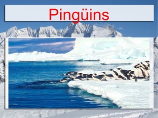 Pingüins 