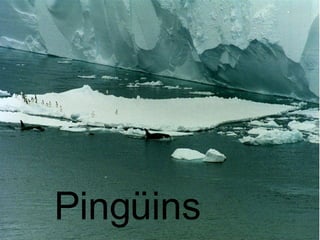 Pingüins 