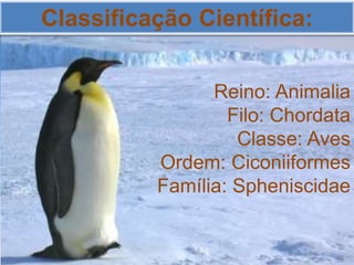Classificação Científica:
Reino: Animalia
Filo: Chordata
Classe: Aves
Ordem: Ciconiiformes
Família: Spheniscidae
 