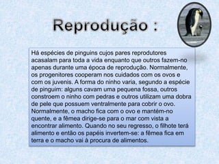 Há espécies de pinguins cujos pares reprodutores
acasalam para toda a vida enquanto que outros fazem-no
apenas durante uma época de reprodução. Normalmente,
os progenitores cooperam nos cuidados com os ovos e
com os juvenis. A forma do ninho varia, segundo a espécie
de pinguim: alguns cavam uma pequena fossa, outros
constroem o ninho com pedras e outros utilizam uma dobra
de pele que possuem ventralmente para cobrir o ovo.
Normalmente, o macho fica com o ovo e mantém-no
quente, e a fêmea dirige-se para o mar com vista a
encontrar alimento. Quando no seu regresso, o filhote terá
alimento e então os papéis invertem-se: a fêmea fica em
terra e o macho vai à procura de alimentos.
 