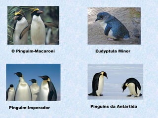 O Pinguim-Macaroni Eudyptula Minor
Pinguim-Imperador Pinguins da Antártida
 