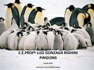 E.E.PROFº LUIZ GONZAGA RIGHINI
PINGUINS
Projeto @Bio
Profº Maria Teresa Iannaco Grego
 