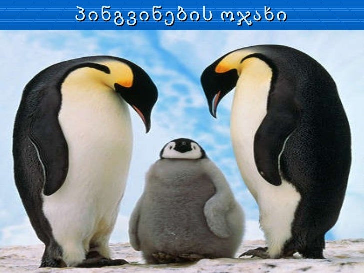 Pingvinebi