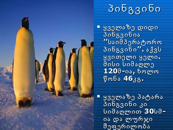 Pingvinebi
