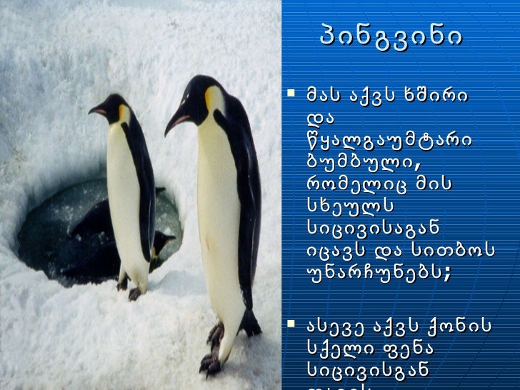 Pingvinebi