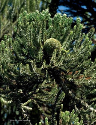 Pinha, o fruto da Araucária.
foto | Zig Koch
 