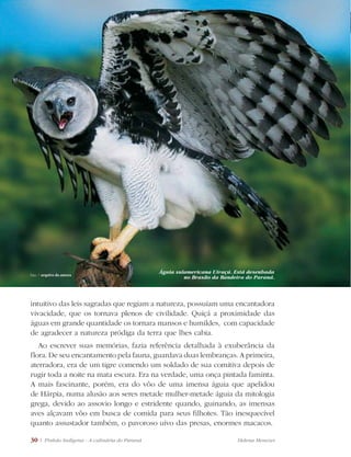 30 | Pinhão Indígena - A culinária do Paraná Helena Menezes
intuitivo das leis sagradas que regiam a natureza, possuíam uma encantadora
vivacidade, que os tornava plenos de civilidade. Quiçá a proximidade das
águas em grande quantidade os tornara mansos e humildes, com capacidade
de agradecer a natureza pródiga da terra que lhes cabia.
Ao escrever suas memórias, fazia referência detalhada à exuberância da
flora. De seu encantamento pela fauna, guardava duas lembranças. A primeira,
aterradora, era de um tigre comendo um soldado de sua comitiva depois de
rugir toda a noite na mata escura. Era na verdade, uma onça pintada faminta.
A mais fascinante, porém, era do vôo de uma imensa águia que apelidou
de Hárpia, numa alusão aos seres metade mulher-metade águia da mitologia
grega, devido ao assovio longo e estridente quando, guinando, as imensas
aves alçavam vôo em busca de comida para seus filhotes. Tão inesquecível
quanto assustador também, o pavoroso uivo das presas, enormes macacos.
Águia sulamericana Uiraçú. Está desenhada
no Brasão da Bandeira do Paraná.foto | arquivo da autora
 