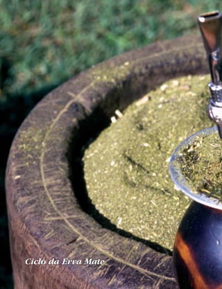 Ciclo da Erva Mate
 