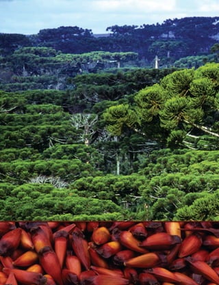Pinhao indigena -  PARANÁ