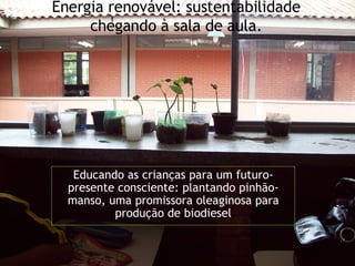 Energia renovável: sustentabilidade chegando à sala de aula. Educando as crianças para um futuro-presente consciente: plantando pinhão-manso, uma promissora oleaginosa para produção de biodiesel 