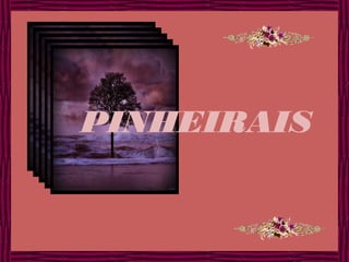 PINHEIRAIS
 