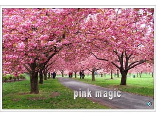 pink magic 