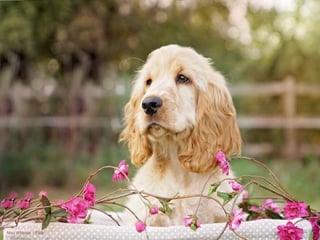 May Whiston - Flickr 
 