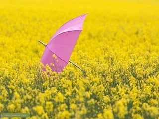 Håkan Dahlström - Flickr 
 