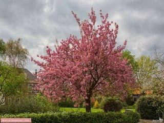 Bram van Broekhoven - Flickr 
 