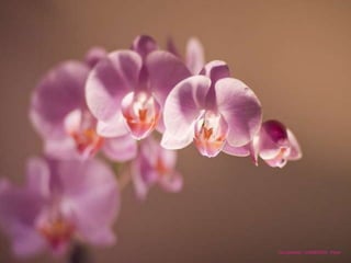 Lia Lovisolo – LIADESIGN - Flickr 
 