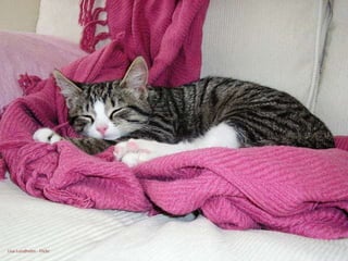 Lisa Lundholm - Flickr 
 