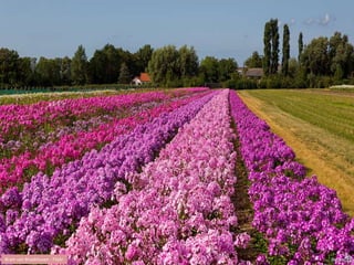 Bram van Broekhoven - Flickr 
 