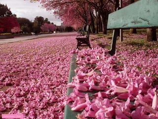 Carlos Kazeu - Flickr 
 