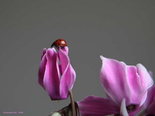 annamaria rizzi - Flickr 
 