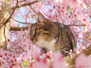 Chestnutgrey - Flickr 
 