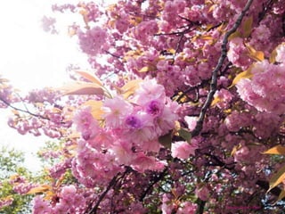 Thomas Quine - Flickr 
 