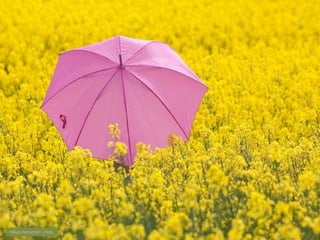 Håkan Dahlström - Flickr 
 