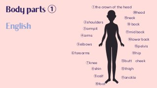 Body parts ①
④arms
②shoulders
①the crown of the head
⑫thigh
⑤elbows
⑥forearms
⑬butt cheek
⑮pelvis
③armpit
⑩foot
⑨calf
⑦knee
⑧shin
⑯lower back
⑭hip
⑰mid back
⑱back
⑪anckle
⑳head
⑲neck
English
 