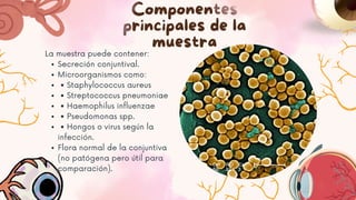 Componentes
principales de la
muestra
La muestra puede contener:
Secreción conjuntival.
Microorganismos como:
• Staphylococcus aureus
• Streptococcus pneumoniae
• Haemophilus influenzae
• Pseudomonas spp.
• Hongos o virus según la
infección.
Flora normal de la conjuntiva
(no patógena pero útil para
comparación).
 