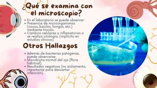 ¿Qué se examina con
el microscopio?
En el laboratorio se puede observar:
Presencia de microorganismos
(cocos, bacilos, hongos, etc.)
mediante tinción.
Cambios celulares o inflamatorios si
se realiza citología. (implícito en
estudios clínicos)
Otros Hallazgos
Además de bacterias patógenas,
puede observarse:
Microbiota normal del ojo (flora
habitual).
Resultados negativos (no aislamiento,
importante para descartar
infección).
 