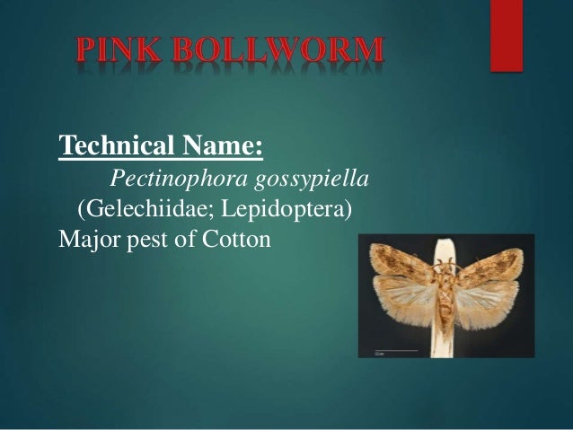 Pink boll worm insect identification diagram 
