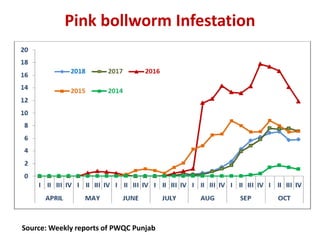 Pink bollworm Infestation
Source: Weekly reports of PWQC Punjab
 