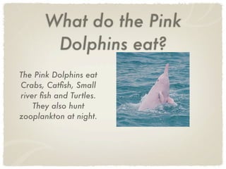 Pink Dolphin