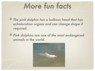 Pink Dolphin