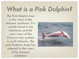 Pink Dolphin Pink Dolphin