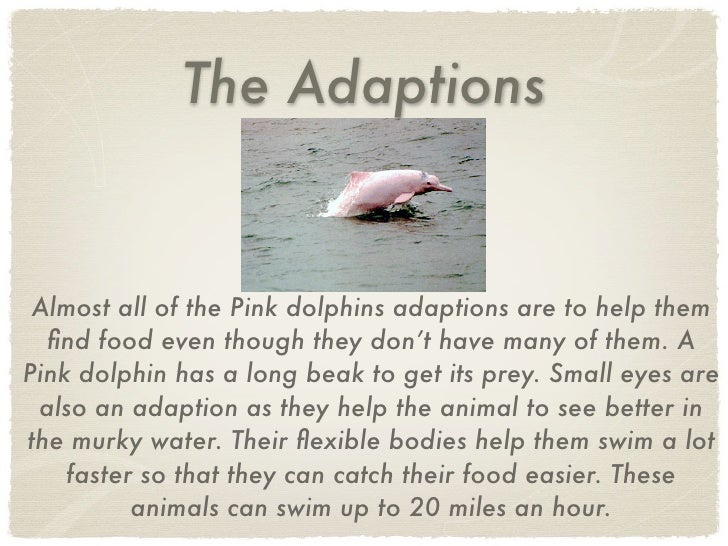 Pink Dolphin Pink Dolphin