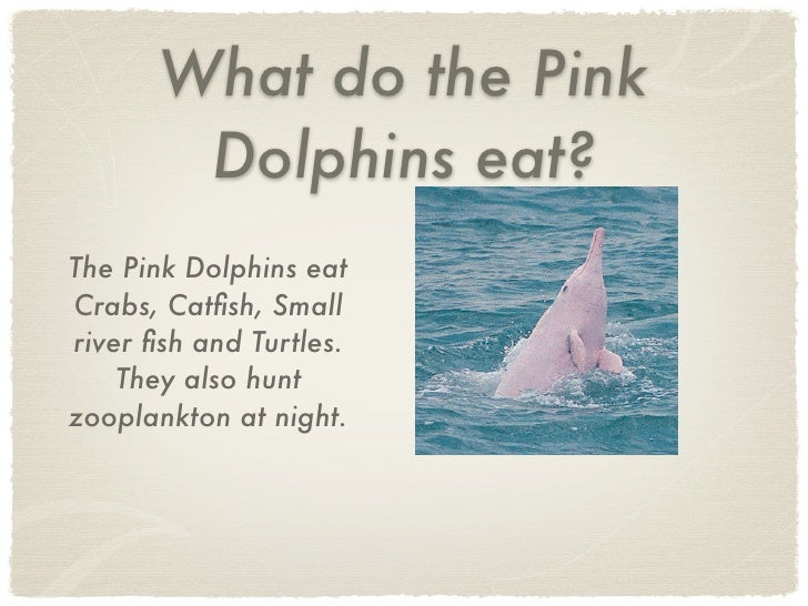 What Food Do Pink Dolphins Eat What Food Do Pink Dolphins Eat