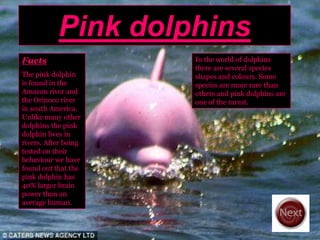 Pink dolphins
Facts                 In the world of dolphins
                      there are several species
The pink dolphin      shapes and colours. Some
is found in the       species are more rare than
Amazon river and      others and pink dolphins are
the Orinoco river     one of the rarest.
in south America.
Unlike many other
dolphins the pink
dolphin lives in
rivers. After being
tested on their
behaviour we have
found out that the
pink dolphin has
40% larger brain
power than an
average human.
 