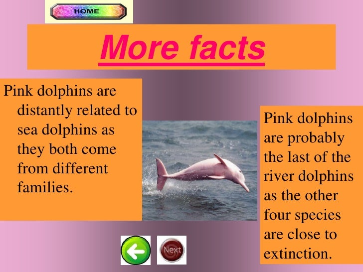 Pink Dolphins Pink Dolphins