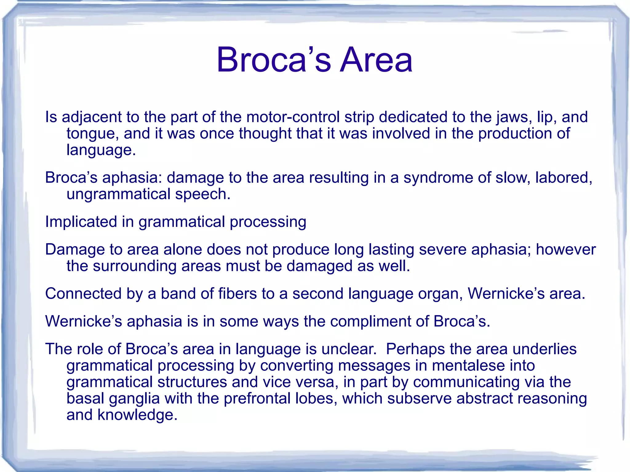 Broca’s Area Is adjacent to the part of the motor-control strip dedicated to the jaws, lip, and tongue, and it was once thought that it was involved in the production of language. Broca’s aphasia: damage to the area resulting in a syndrome of slow, labored, ungrammatical speech. Implicated in grammatical processing Damage to area alone does not produce long lasting severe aphasia; however the surrounding areas must be damaged as well. Connected by a band of fibers to a second language organ, Wernicke’s area. Wernicke’s aphasia is in some ways the compliment of Broca’s. The role of Broca’s area in language is unclear.  Perhaps the area underlies grammatical processing by converting messages in mentalese into grammatical structures and vice versa, in part by communicating via the basal ganglia with the prefrontal lobes, which subserve abstract reasoning and knowledge. 