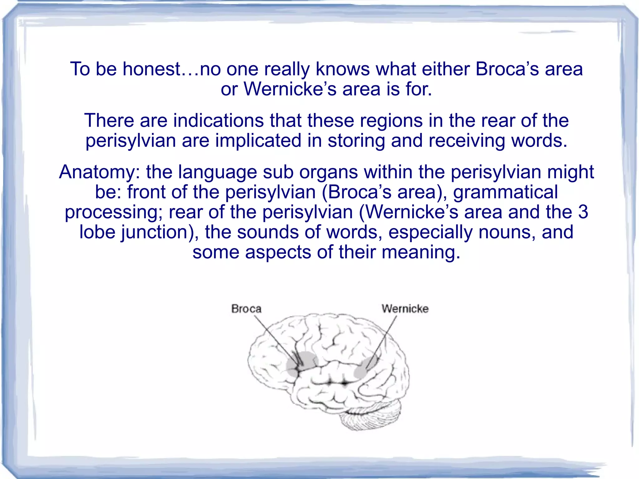To be honest…no one really knows what either Broca’s area or Wernicke’s area is for. There are indications that these regions in the rear of the perisylvian are implicated in storing and receiving words. Anatomy: the language sub organs within the perisylvian might be: front of the perisylvian (Broca’s area), grammatical processing; rear of the perisylvian (Wernicke’s area and the 3 lobe junction), the sounds of words, especially nouns, and some aspects of their meaning. 