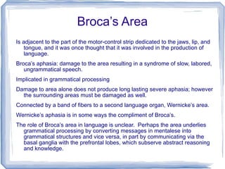 Broca’s Area Is adjacent to the part of the motor-control strip dedicated to the jaws, lip, and tongue, and it was once thought that it was involved in the production of language. Broca’s aphasia: damage to the area resulting in a syndrome of slow, labored, ungrammatical speech. Implicated in grammatical processing Damage to area alone does not produce long lasting severe aphasia; however the surrounding areas must be damaged as well. Connected by a band of fibers to a second language organ, Wernicke’s area. Wernicke’s aphasia is in some ways the compliment of Broca’s. The role of Broca’s area in language is unclear.  Perhaps the area underlies grammatical processing by converting messages in mentalese into grammatical structures and vice versa, in part by communicating via the basal ganglia with the prefrontal lobes, which subserve abstract reasoning and knowledge. 