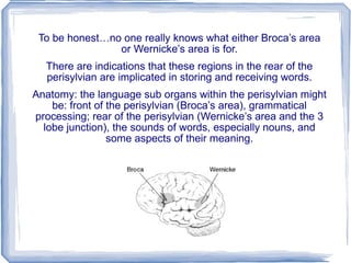To be honest…no one really knows what either Broca’s area or Wernicke’s area is for. There are indications that these regions in the rear of the perisylvian are implicated in storing and receiving words. Anatomy: the language sub organs within the perisylvian might be: front of the perisylvian (Broca’s area), grammatical processing; rear of the perisylvian (Wernicke’s area and the 3 lobe junction), the sounds of words, especially nouns, and some aspects of their meaning. 