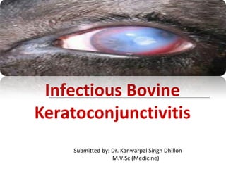 Infectious Bovine
Keratoconjunctivitis
Submitted by: Dr. Kanwarpal Singh Dhillon
M.V.Sc (Medicine)
 